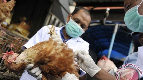 Flu Burung di Jakarta Ditetapkan sebagai Kejadian Luar Biasa dalam Memori Hari Ini, 19 September 2005