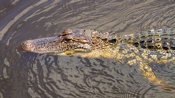 Crocodile Marriage Season Is Aggressive, Residents Are Asked Not To Stay Away From Rivers In South Lampung