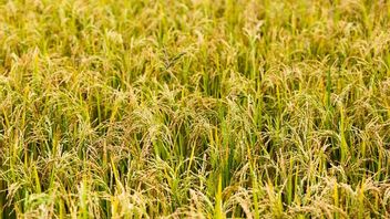 M70D品种水稻不易受到害虫的攻击，据说能够帮助农民完成任务