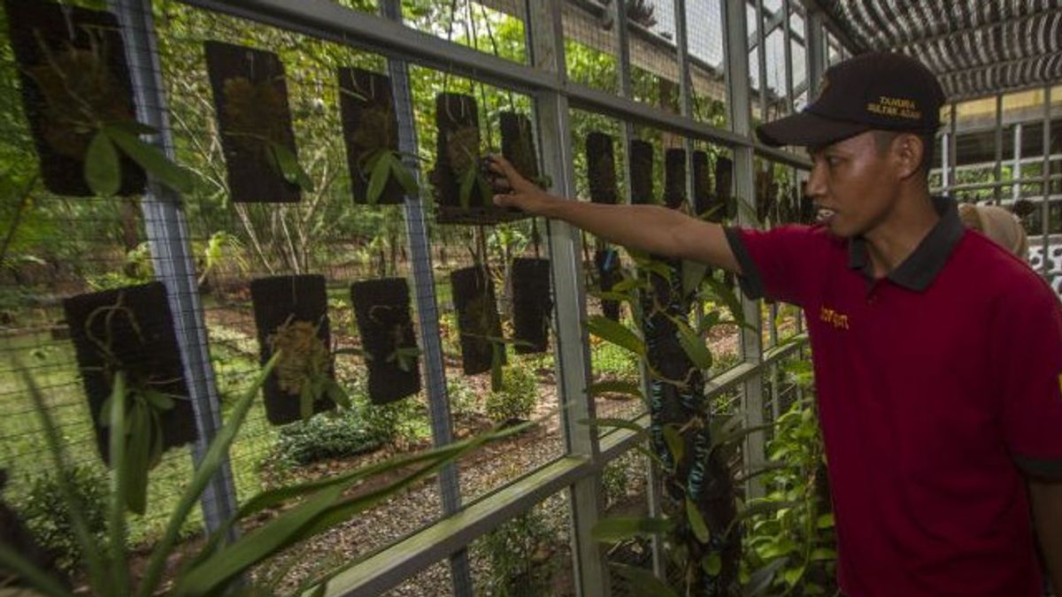 Dinas Kehutanan Konservasi 110 Tanaman Anggrek Asli Kalimantan Selatan