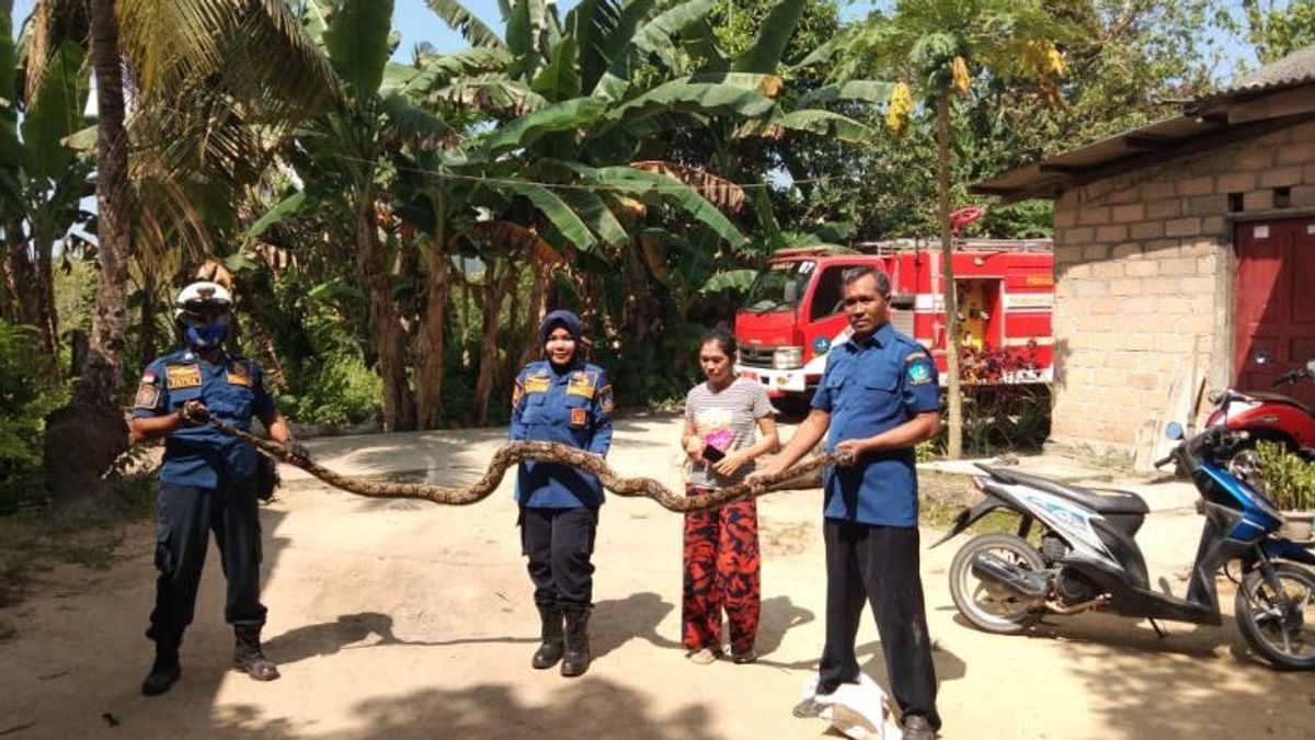 消防员在民丹岛捕捉蟒蛇