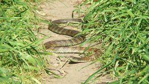 This Woman Suddenly Stopped On The Toll Road Because There Was A Deadly Snake In Her Car