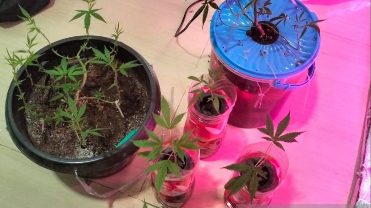 Mahasiswa Bekasi Sulap Kamar Jadi Kebun Ganja Mini