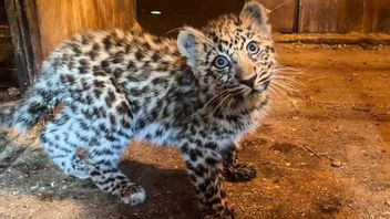 Arrested In Cianjur, Leopard Tutul Wahyu Released Again On Mount Salak Bogor