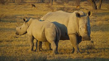 纳米比亚创下犀牛偷猎历史新高记录，飙升93%