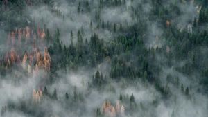 Forest Fires In West And Central Canada, 26,000 Residents Evacuated