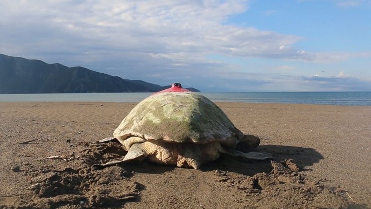 土耳其“名人”海龟“大号”在意大利的莱切，其旅程的数字地图被浏览了700多万次