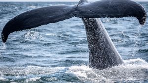 Merinding! Para <i>Whale</i> Borong Kripto Cardano, Miliaran Koin
