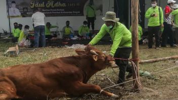 イドゥラダの前、Distan Bandungは66人の動物犠牲者保健監視官を投下しました