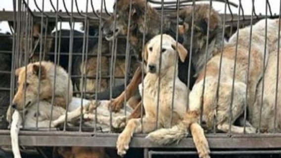 L’horreur Des Ventes De Viande De Chien Sur Le Marché A été Examinée Dans Ce Film 