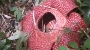 再次开花的 Rafflesia Arnoldii 在 Rejang Lebong，曾被牛津大学研究人员访问