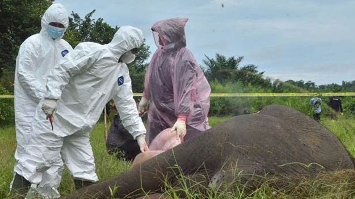 5 Pelaku Pembunuhan Gajah di Aceh Timur Tertangkap