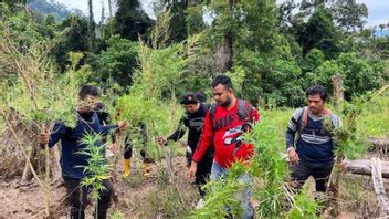 Enam Hektare Ladang Ganja di Bireuen Aceh Dimusnahkan
