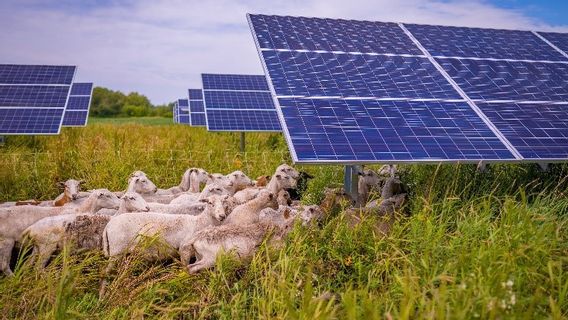 Une banque japonaise utilisera des panneaux solaires dans ses plantations de berceuses pour réduire les émissions