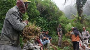 La police de Jatim a trouvé 4 zones de marijuana dans le cadre du mont Semeru