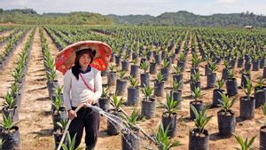 Pemerintah RI dan ILO Sepakat Dukung Penghapusan Eksploitasi Pekerja Perempuan di Sektor Perkebunan Sawit dan Perikanan