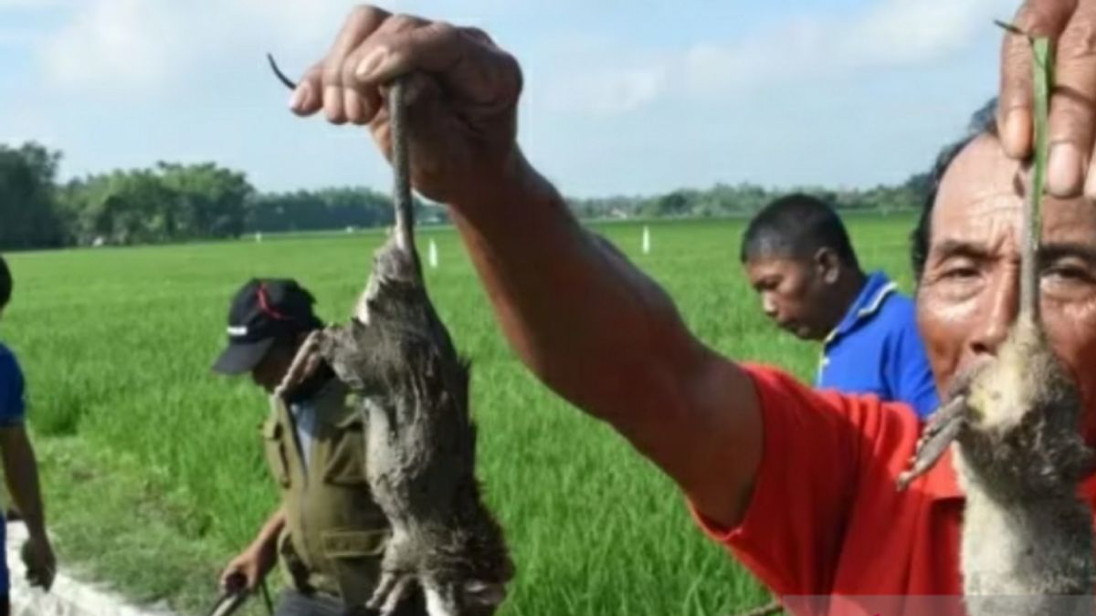 Hama Tikus dan Kupu-kupu Serang Ratusan Hektare Sawah di Karawang