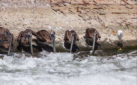 Ratusan Burung di Pantai Pasifik Meksiko Diduga Mati Akibat Gelombang Panas El Nino