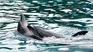 Heboh Soal Penangkapan 7 Lumba-Lumba di Pacitan yang Tidak Ada Unsur Kesengajaan, 4 di Antaranya Sudah Dilepas ke Laut