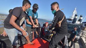 BKSDA Bali: Aktivitas Peragaan Lumba-lumba Hidung Botol di Pantai Mertasari Ditutup! 