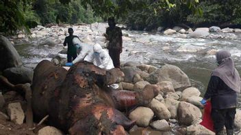 Residents Find Elephant Carcasses In Production Forest, Aceh BKSDA Says Puncture Marks In Chest And Stomach