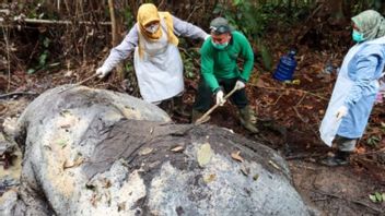 Police Find Projectiles at the Location of a Dead Elephant with a Cut Head