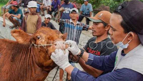 Pemda DIY Ajukan 100 Ribu Dosis Vaksin PMK, Prioritas untuk 4 Kabupaten Ini