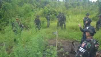 Satgas Pamtas Temukan Ladang Ganja di Boven Digoel Papua Selatan