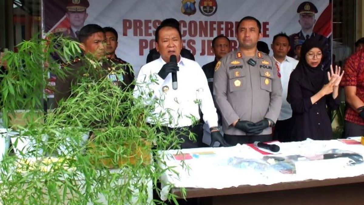 Polisi Tangkap Warga Jember Tanam Ganja di Pekarangan Rumah