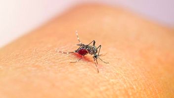 Nol Kasus Sepanjang 2025, Lampung Selatan Bebas Penyakit Malaria