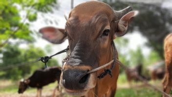Autorité Pour La Détection Des Maladies Zoonotiques Chez Des Dizaines D'animaux Sacrificiels Dans Les îles Riau