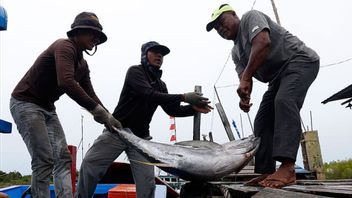 Volume Ekspor Perikanan Hidup Maluku di 2023 Meningkat 21,12 Persen