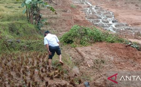 5 Hektare Lahan Padi Tertimbun Longsor di Palabuhanratu Sukabumi, Padahal Sudah Siap Panen