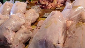 Harga Ayam Potong Lokal di Jayapura Naik hingga Rp15.000 per Ekor
