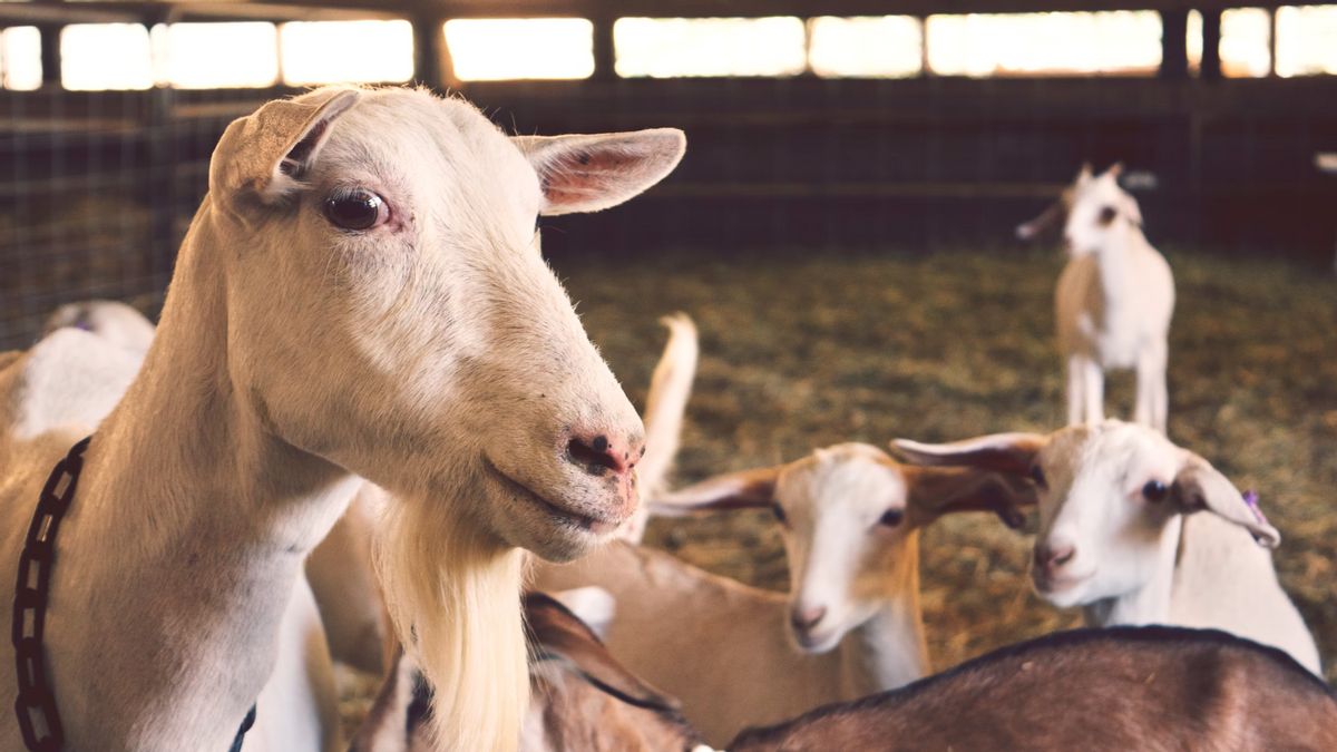 L'épidémie de chèvre s'est propagée, essai en Grèce des milliers d'animaux