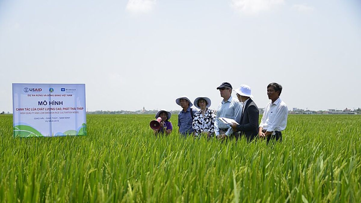 الوصفة الفيتنامية للحصول على الأرز الافتراضي