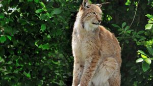 Populasi Lynx Meningkat Drastis, Lepas dari Status Sangat Terancam Punah
