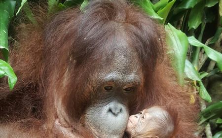 Selama Masa Pandemi, Banyak Satwa Dilindungi di Indonesia yang Lahir