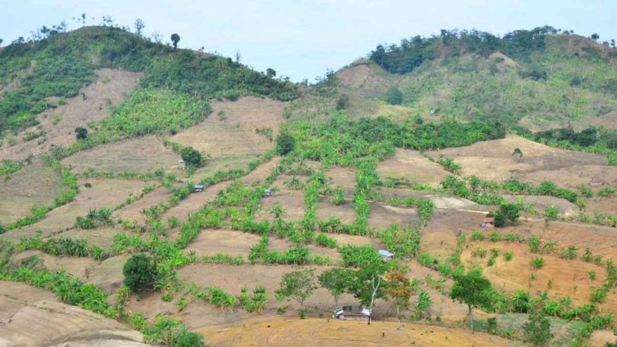PT Sinar Kalbar Raya Tuntut Keadilan karena Luas Pemanfaatan Kawasan Hutan Dikurangi