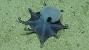ゴルフボールサイズの青いイルカがガラパゴス海で見つかる