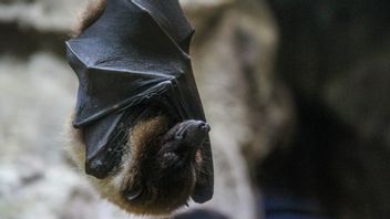 卫生部发布尼帕病毒警惕性SE，印度尼西亚没有病例，但有风险