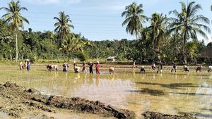 Mentan Jamin Stok Beras Nasional Aman di Tengah Fenomena Godzilla El Nino