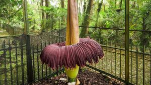 Today The Carrion Flower At The Cibodas Botanical Gardens Blooms Perfect, Soars Up To 3 Meters High