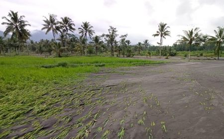 Pascabanjir Lumajang Jatim, Penanganan Infrastruktur Pertanian Jadi Prioritas Pemda