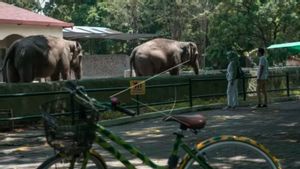 Berita Yogyakarta: Gembira Loka Zoo Tolak Ratusan Pengunjung Dalam Sehari