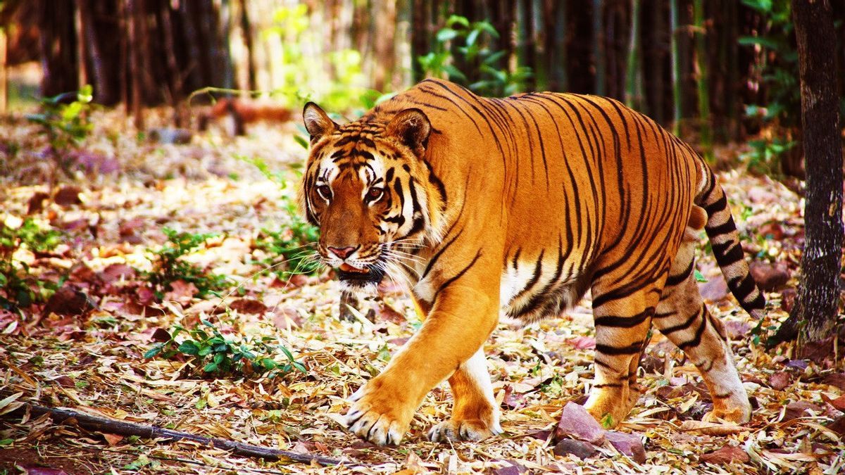 The 'Mek Blau' Malayan Tiger Rescue Operation From The Snare In Kelantan Involves 21 Officers