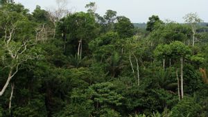 Habis Dinosaurus, Muncul Hutan Hujan Amazon