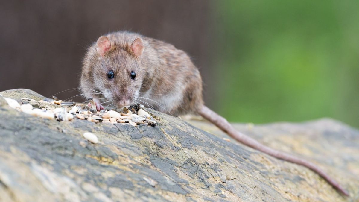 8 variantes de Hantavirus ont été signalées dans divers pays, 2 ont été trouvées en Asie