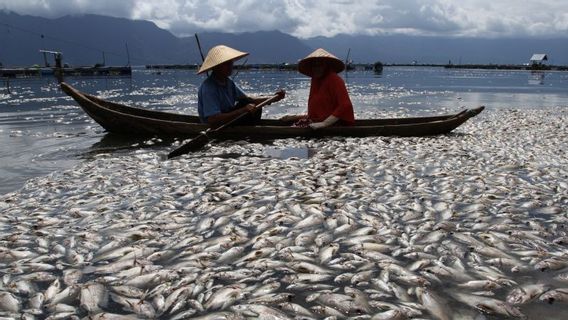 Des Centaines De Tonnes De Poissons Sont Morts Soudainement Dans Le Lac Maninjau, Qu’est-ce Qui Ne Va Pas?