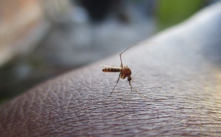 Tak Cuma Penularan COVID-19 Peserta PON Papua Juga Ada yang Kena Malaria dan Diare